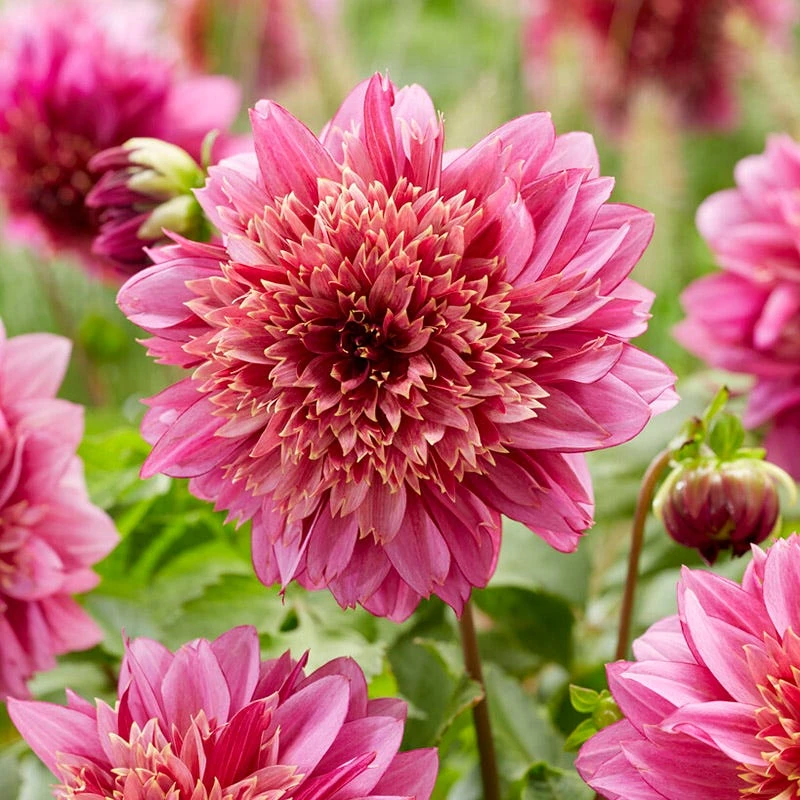 Mambo Anemone Dahlia - Image 3