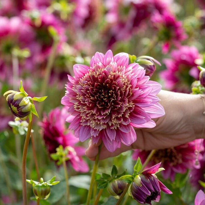 Mambo Anemone Dahlia - Image 2