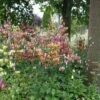Martagon Lily Mix