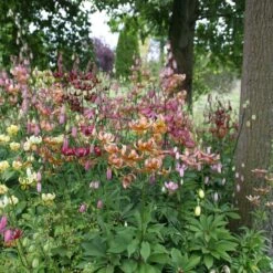 Martagon Lily Mix