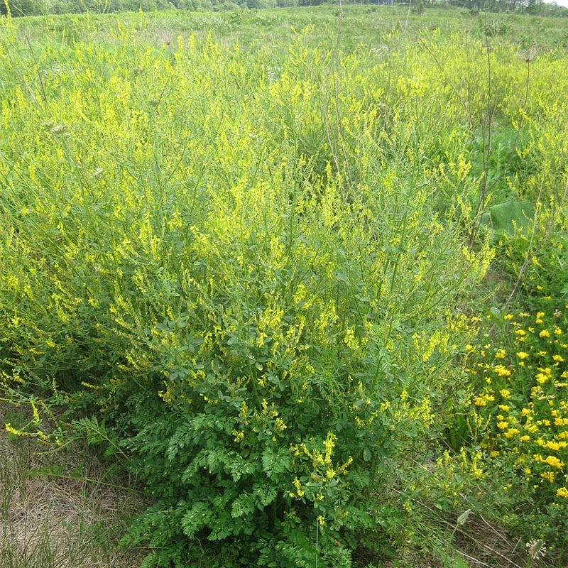 Yellow Blossom Clover Seeds - Image 3
