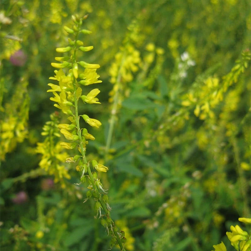 Yellow Blossom Clover Seeds - Image 7