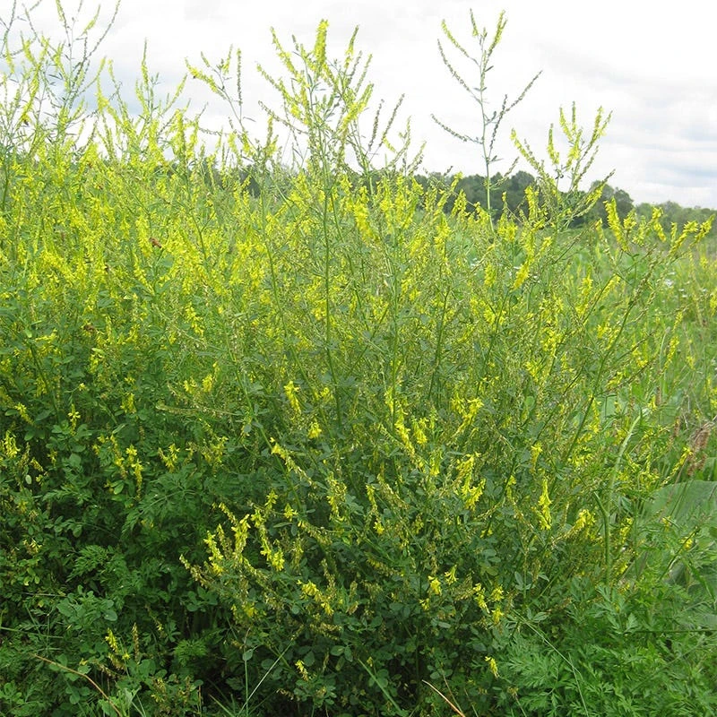 Yellow Blossom Clover Seeds - Image 6