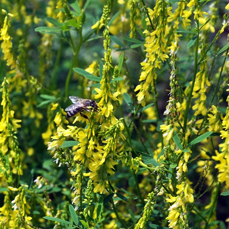 Yellow Blossom Clover Seeds - Image 2
