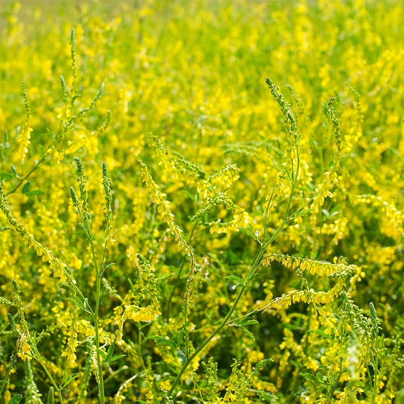 Yellow Blossom Clover Seeds - Image 4