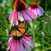 Midwest Pollinator Wildflower Seed Mix