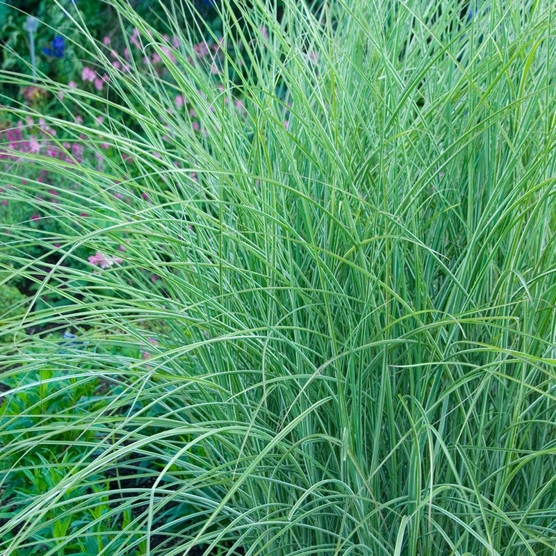 Morning Light Miscanthus Grass - Image 2