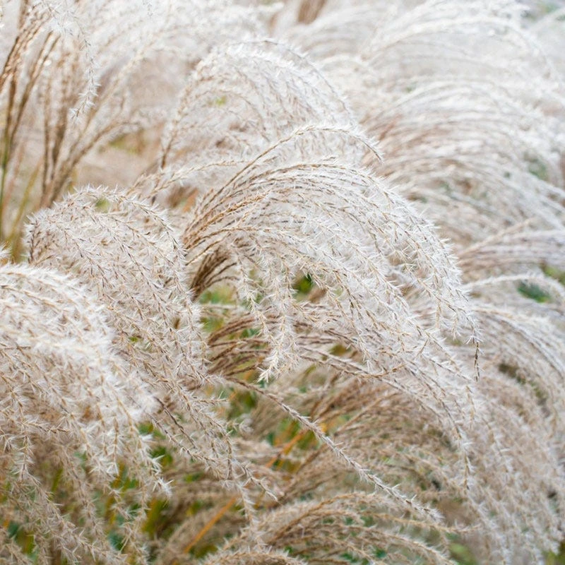 Morning Light Miscanthus Grass - Image 5