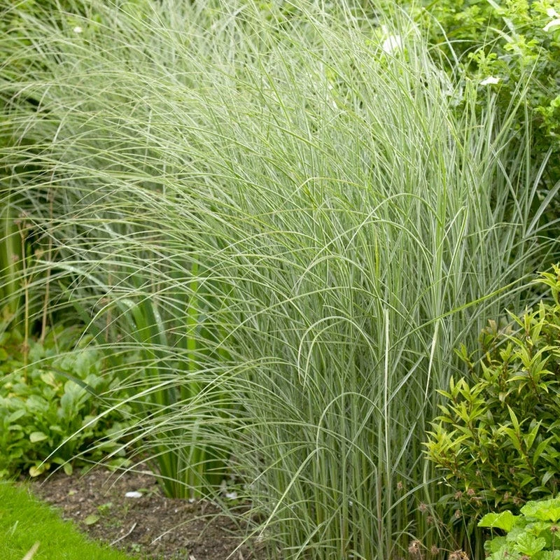 Morning Light Miscanthus Grass - Image 3