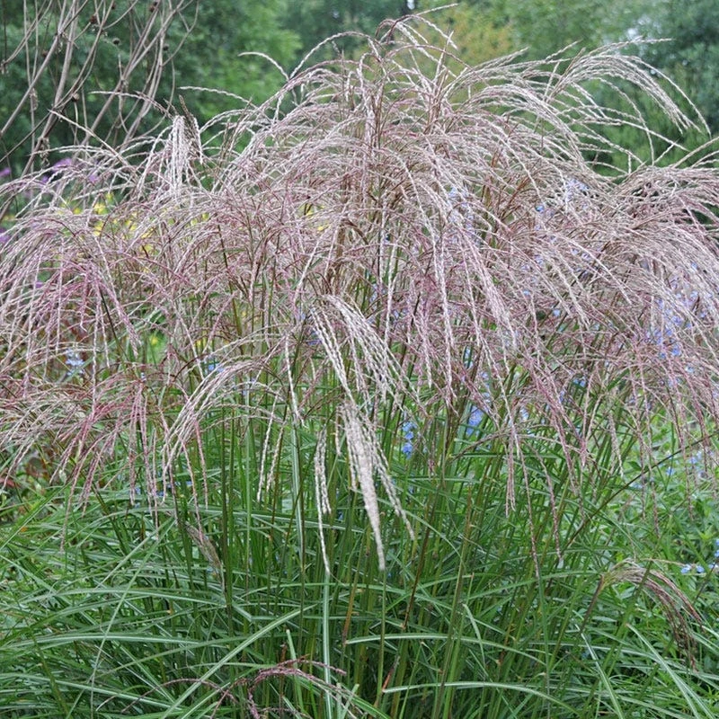 Morning Light Miscanthus Grass - Image 4