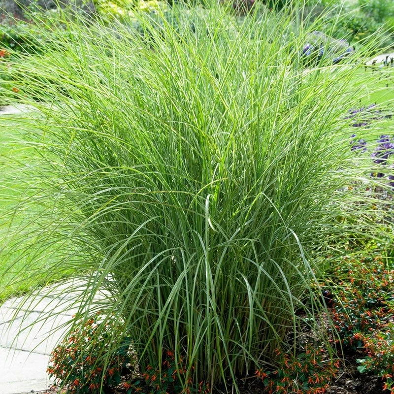 Morning Light Miscanthus Grass - Image 7