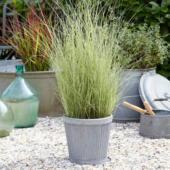 Morning Light Miscanthus Grass - Image 6