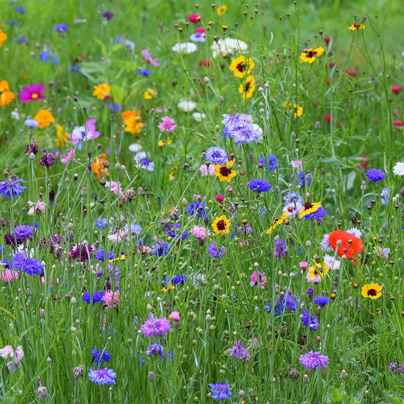 All Annual Vivid Variety Wildflower Seed Mix - Image 3