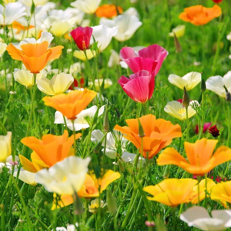 California Poppy Seeds Splendid Mix - Image 7