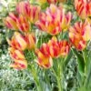 Sunshine Tulip Flower Bulb Collection