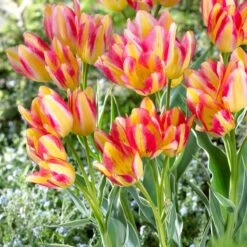 Sunshine Tulip Flower Bulb Collection