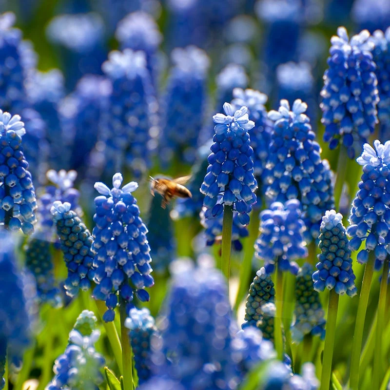 Grape Hyacinth - Image 4