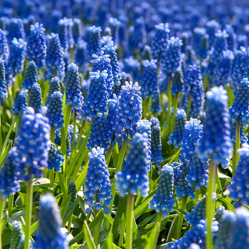 Grape Hyacinth - Image 6