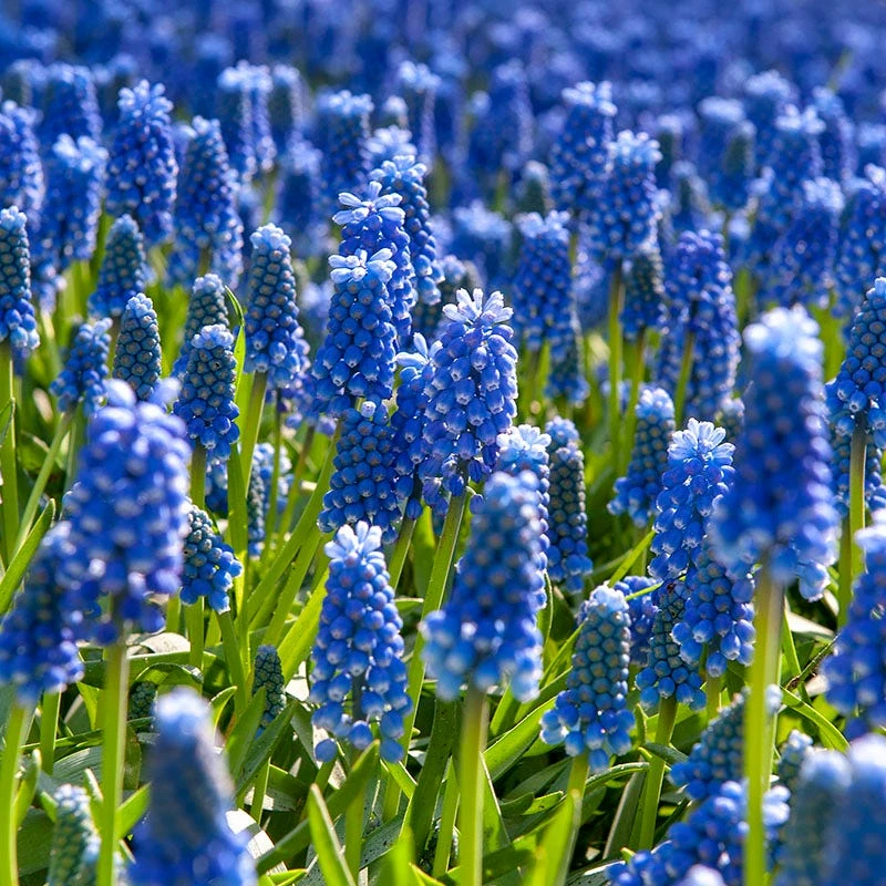 Grape Hyacinth