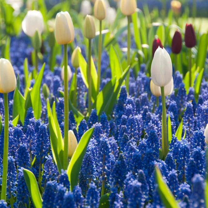 Grape Hyacinth - Image 2