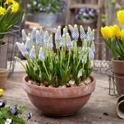 Julia Grape Hyacinth