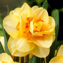 Peach Bellini Daffodil Bulb Collection