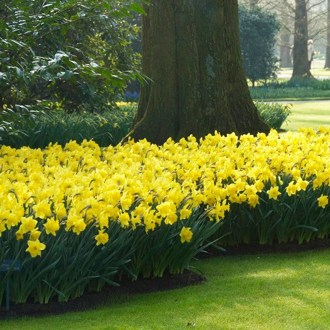 Dutch Master Trumpet Daffodil - Image 3