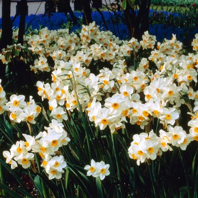 Geranium Daffodil - Image 4