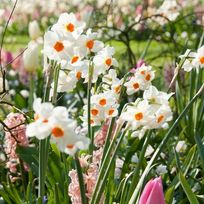 Geranium Daffodil - Image 2