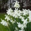 Blushing Daffodil Flower Bulb Collection