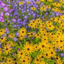 Native West Wildflower Seed Mix