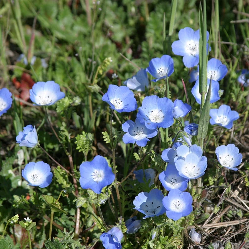 Alternative Lawn Wildflower Seed Mix - Image 4