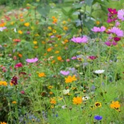 Northeast Wildflower Seed Mix