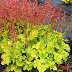 Northern Exposure™ Lime Coral Bells