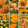Orange Wildflower Seed Mix