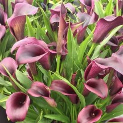 Outback® Calla Lily