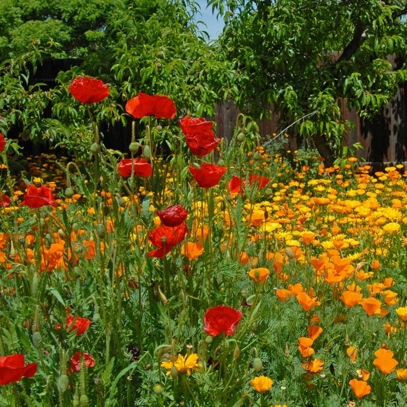 Pacific Northwest Pollinator Wildflower Seed Mix