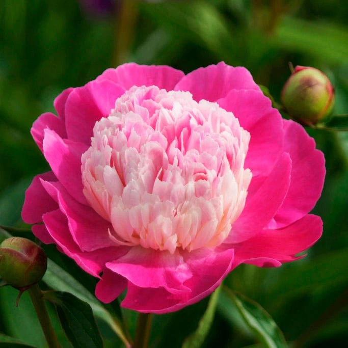 Gay Paree Peony - Image 3