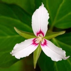Painted Trillium