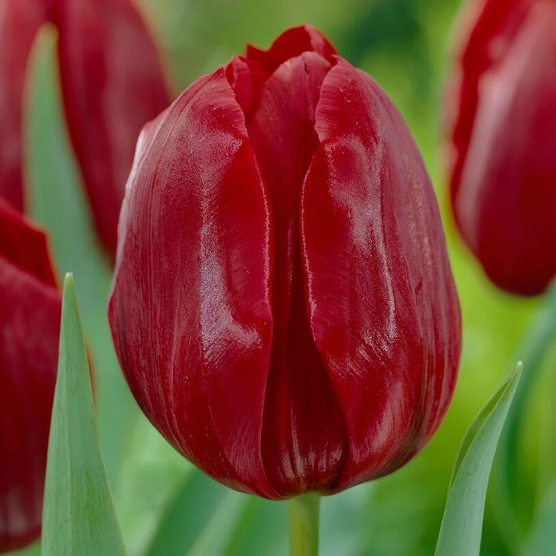 Pallada Triumph Tulip - Image 2