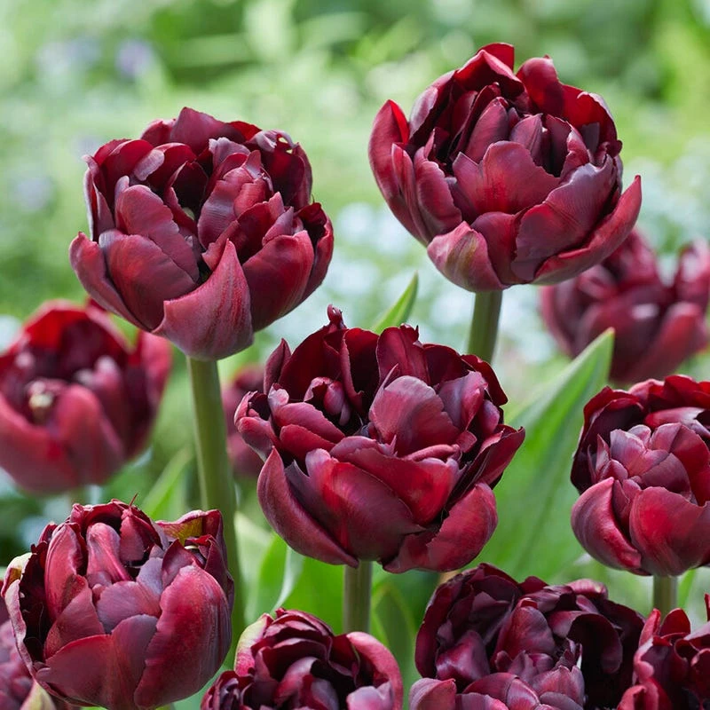 Palmyra Double Early Tulip - Image 2