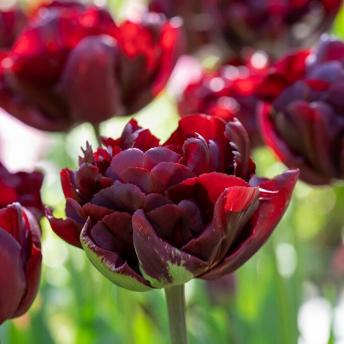 Palmyra Double Early Tulip - Image 3