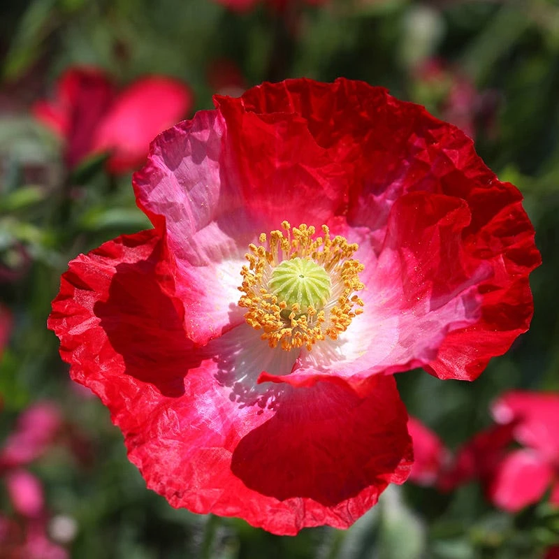 Mixed Red Poppy Seeds - Image 5