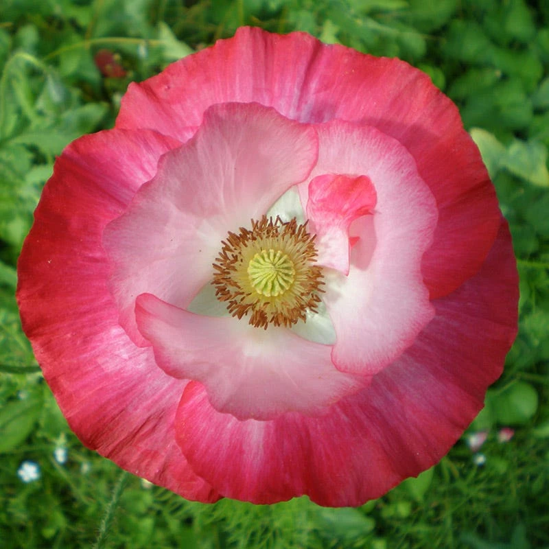 Mixed Red Poppy Seeds - Image 6