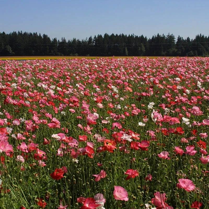Mixed Red Poppy Seeds - Image 7