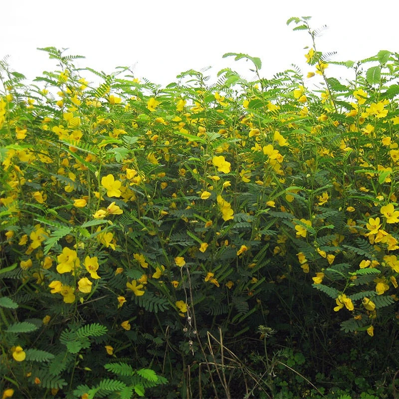 Partridge Pea Seeds - Image 4