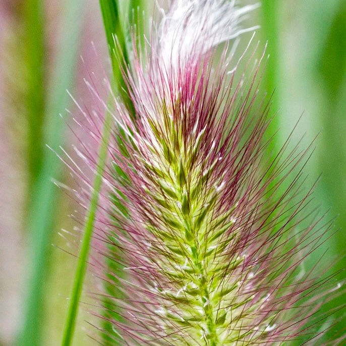 Red Head Fountain Grass - Image 4