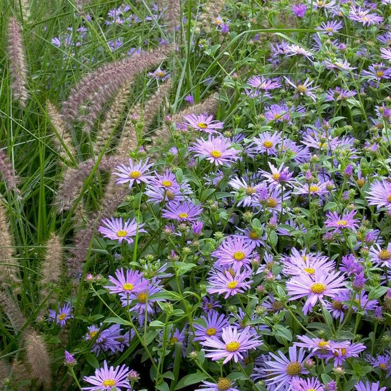 Karley Rose Fountain Grass - Image 2