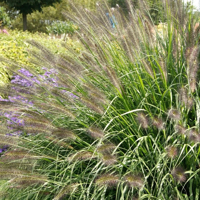 Red Head Fountain Grass - Image 2