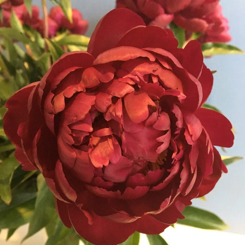 Benjamin Franklin Peony